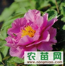 優(yōu)質(zhì)牡丹供應指南 廠商、指導價與選購策略