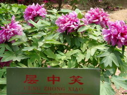 菏澤牡丹 單花精品照與優(yōu)質(zhì)苗木的完美結合