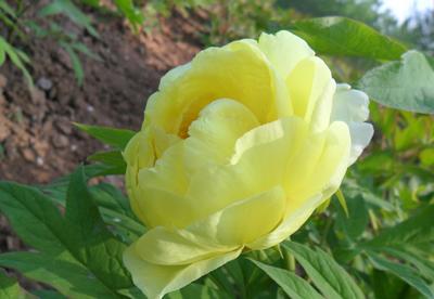 大王園藝 一株百年牡丹王，訴說國色天香的時代風(fēng)華